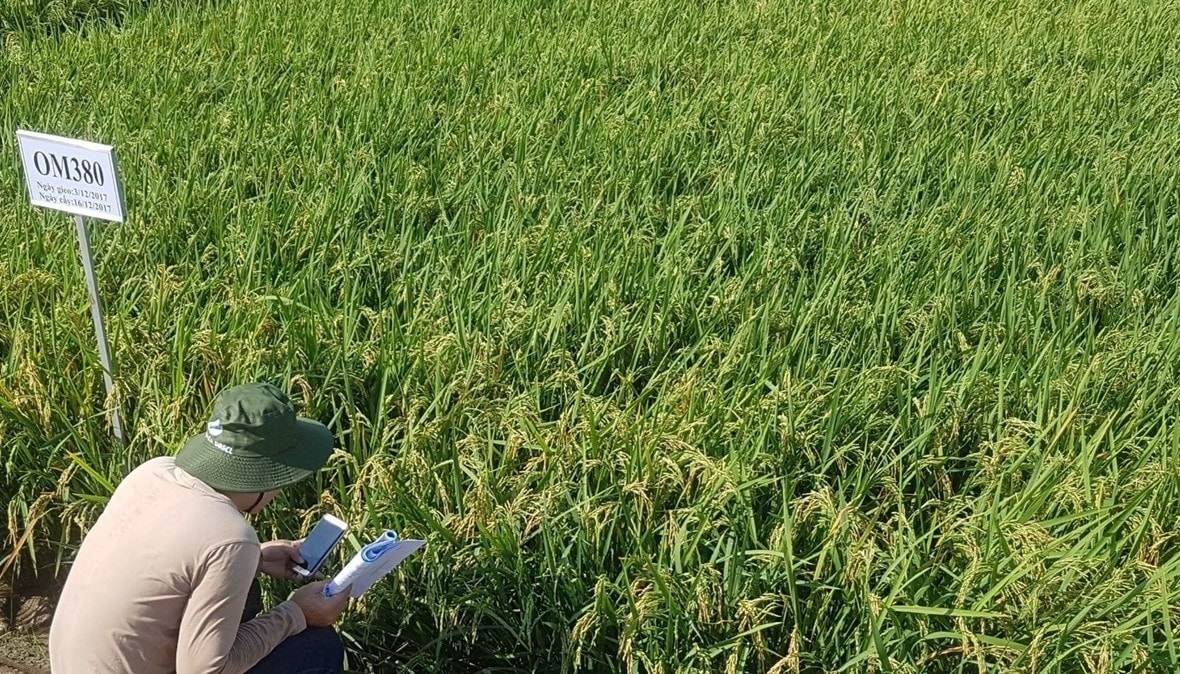 Đề án 1 triệu ha lúa mang lại hiệu quả cao hơn so với phương pháp canh tác truyền thống. Đề án 1 triệu ha lúa mang lại hiệu quả cao hơn so với phương pháp canh tác truyền thống.
