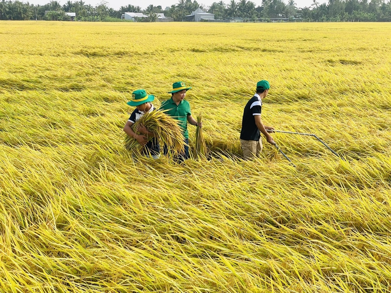 Nông dân ĐBSCL trên đồng lúa (Ảnh minh họa). Nông dân ĐBSCL trên đồng lúa (Ảnh minh họa).