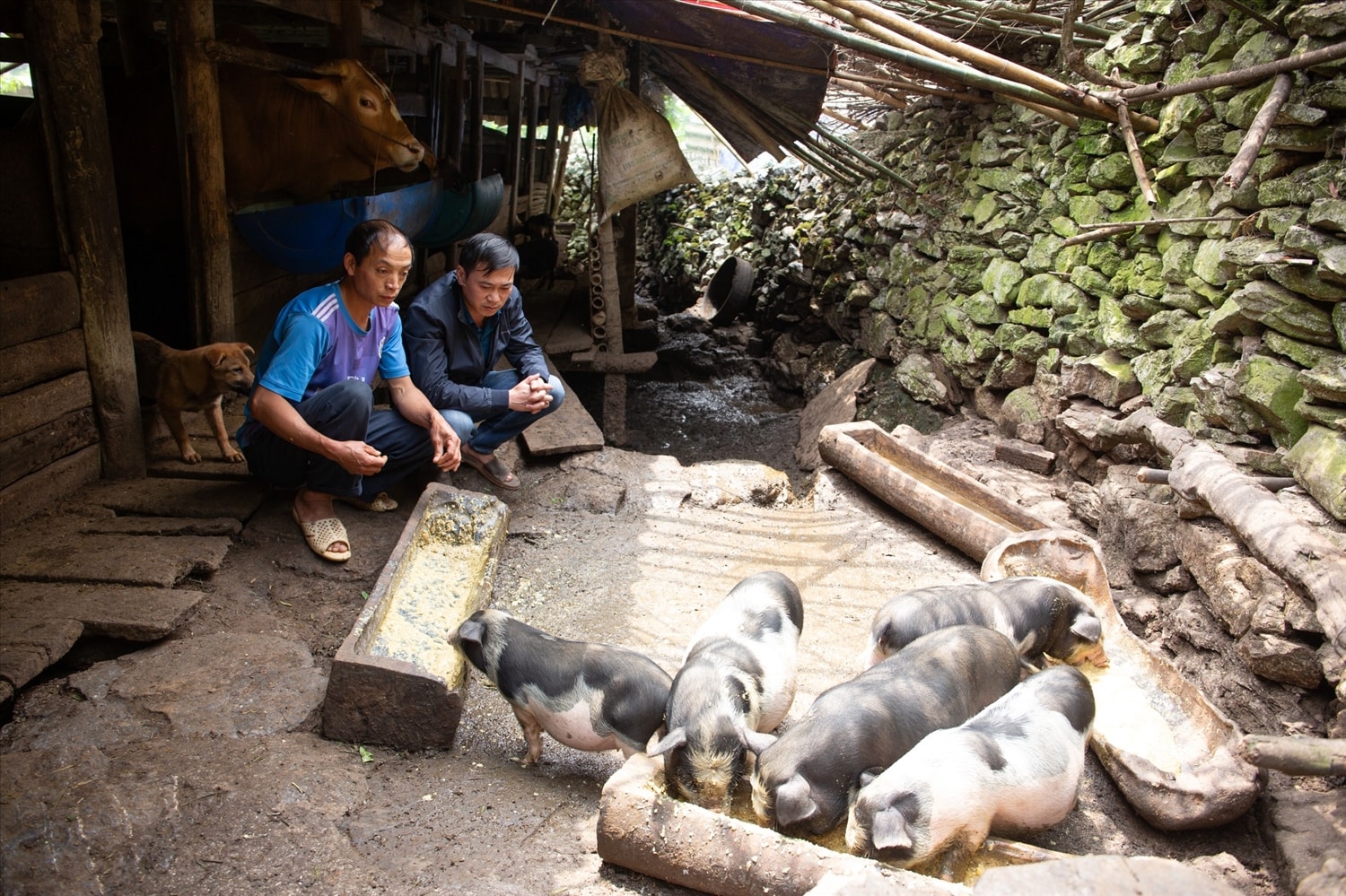 Cán bộ khuyến nông xã Cán Chu Phìn Sùng Quang Thắng thăm mô hình chăn nuôi lợn sinh sản của gia đình anh Vừ Sìa Sính (người bên trái) Cán bộ khuyến nông xã Cán Chu Phìn Sùng Quang Thắng thăm mô hình chăn nuôi lợn sinh sản của gia đình anh Vừ Sìa Sính (người bên trái)