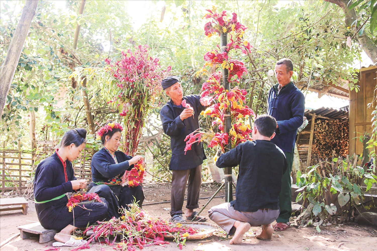 Đồng bào Cống ở bản Lả Chà tết cây hoa mào gà để chuẩn bị tổ chức Tết hoa mào gà Đồng bào Cống ở bản Lả Chà tết cây hoa mào gà để chuẩn bị tổ chức Tết hoa mào gà