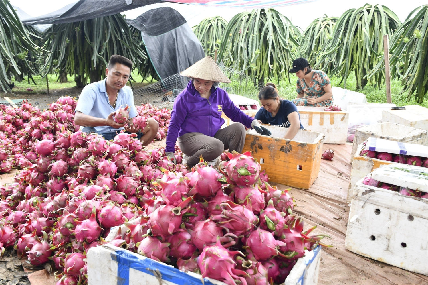 Đóng hộp thanh long để xuất bán ra thị trường.