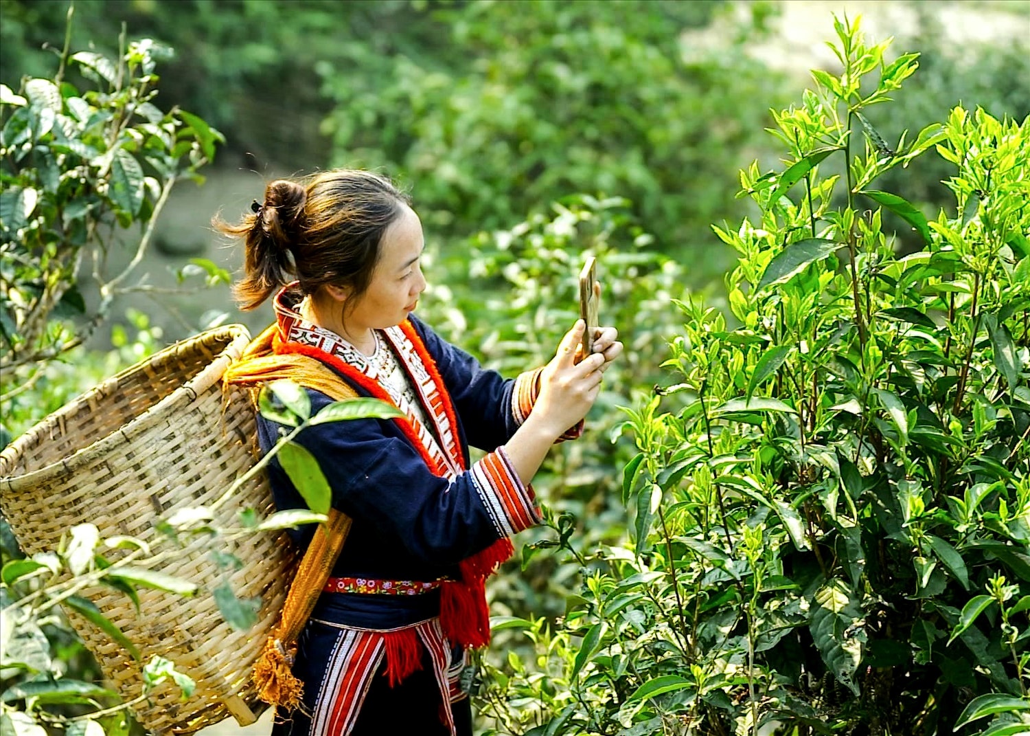 Người dân xã Thông Nguyên (Hoàng Su Phì) sử dụng điện thoại thông minh để quảng bá chè Shan tuyết trên các nền tảng số. Ảnh: Yên Hoa Người dân xã Thông Nguyên (Hoàng Su Phì) sử dụng điện thoại thông minh để quảng bá chè Shan tuyết trên các nền tảng số. Ảnh: Yên Hoa