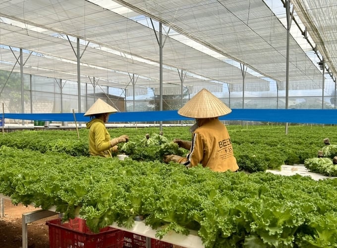 Công nhân thu hoạch rau trong nhà màng sản xuất rau thủy canh tuần hoàn (Ảnh: Sơn Trang). Công nhân thu hoạch rau trong nhà màng sản xuất rau thủy canh tuần hoàn (Ảnh: Sơn Trang).