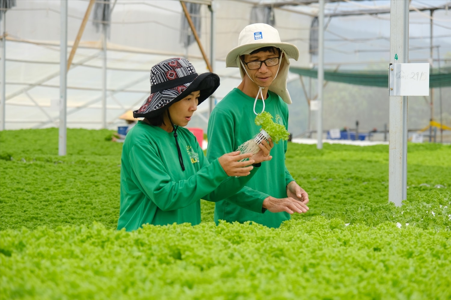 Trồng rau thủy canh có nhiều ưu điểm vượt trội hơn so với cách làm truyền thống. Trồng rau thủy canh có nhiều ưu điểm vượt trội hơn so với cách làm truyền thống.