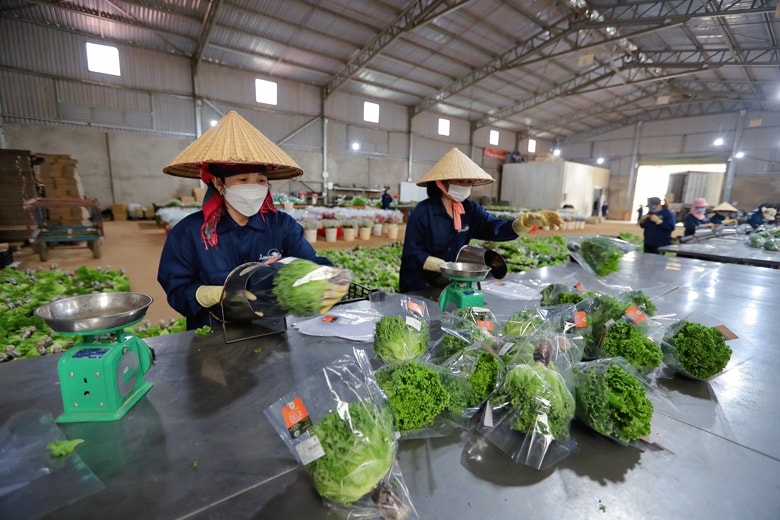 Công nhân trang trại Langbiang Farm đang sơ chế rau trước khi đóng gói cho vào kho lạnh. Công nhân trang trại Langbiang Farm đang sơ chế rau trước khi đóng gói cho vào kho lạnh.