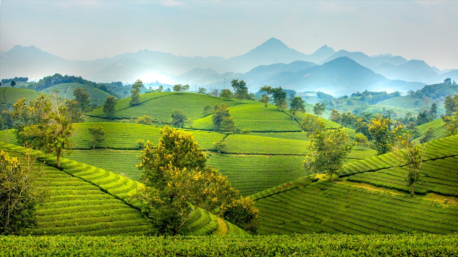 Những đồi chè trập trùng ở Long Cốc Những đồi chè trập trùng ở Long Cốc