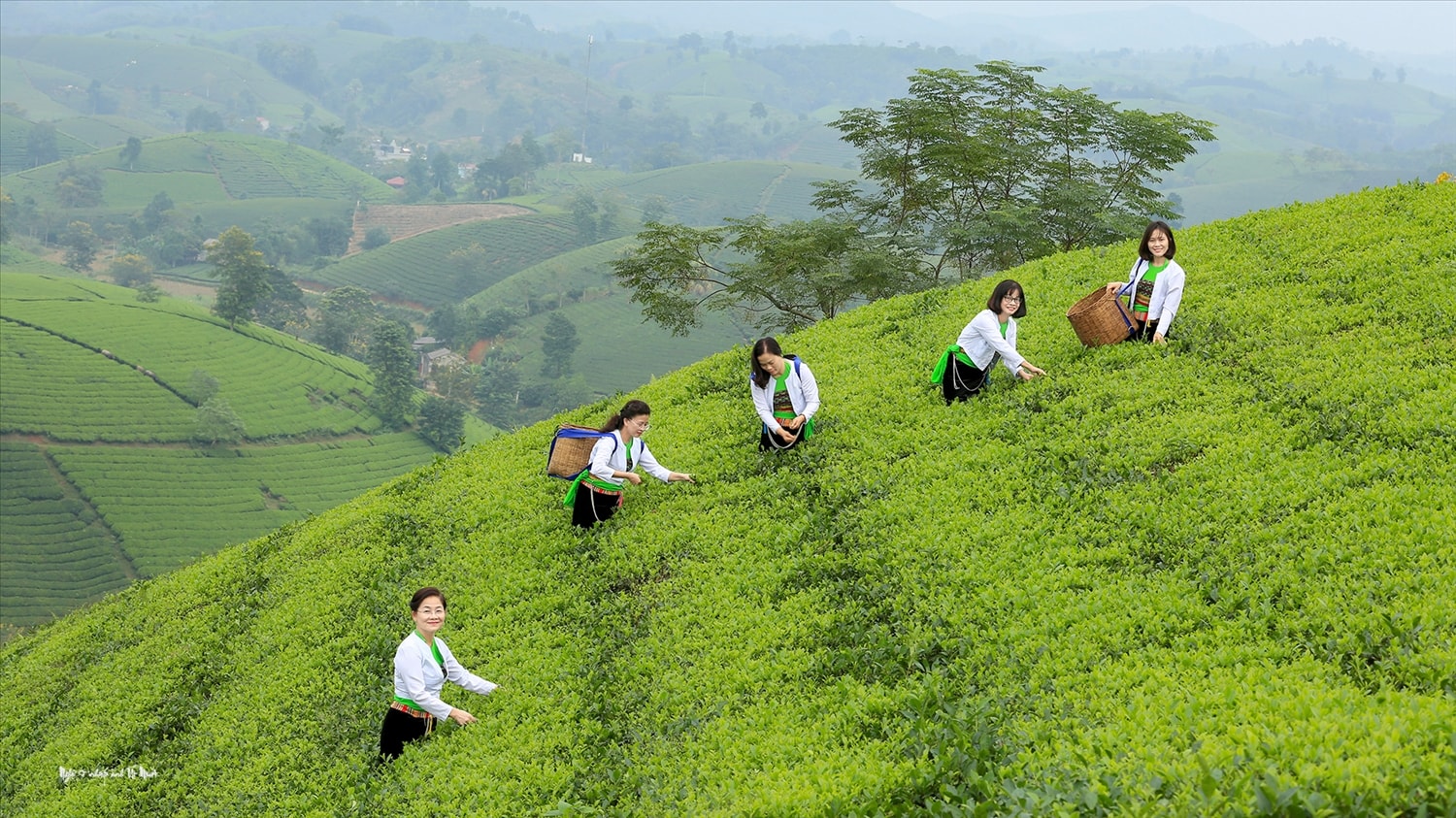 Những người nông dân dân tộc Mường thu hoạch chè trên đồi chè Long Cốc. Du khách mặc trang phục dân tộc Mường trải nghiệm hái chè trên đồi chè Long Cốc.