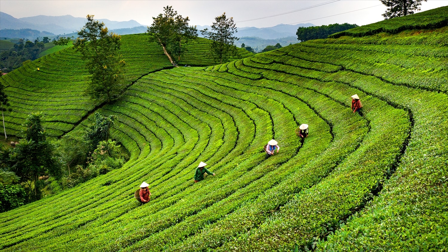 Những người nông dân đang thu hoạch chè trên đồi chè Long Cốc. Những người nông dân đang thu hoạch chè trên đồi chè Long Cốc.