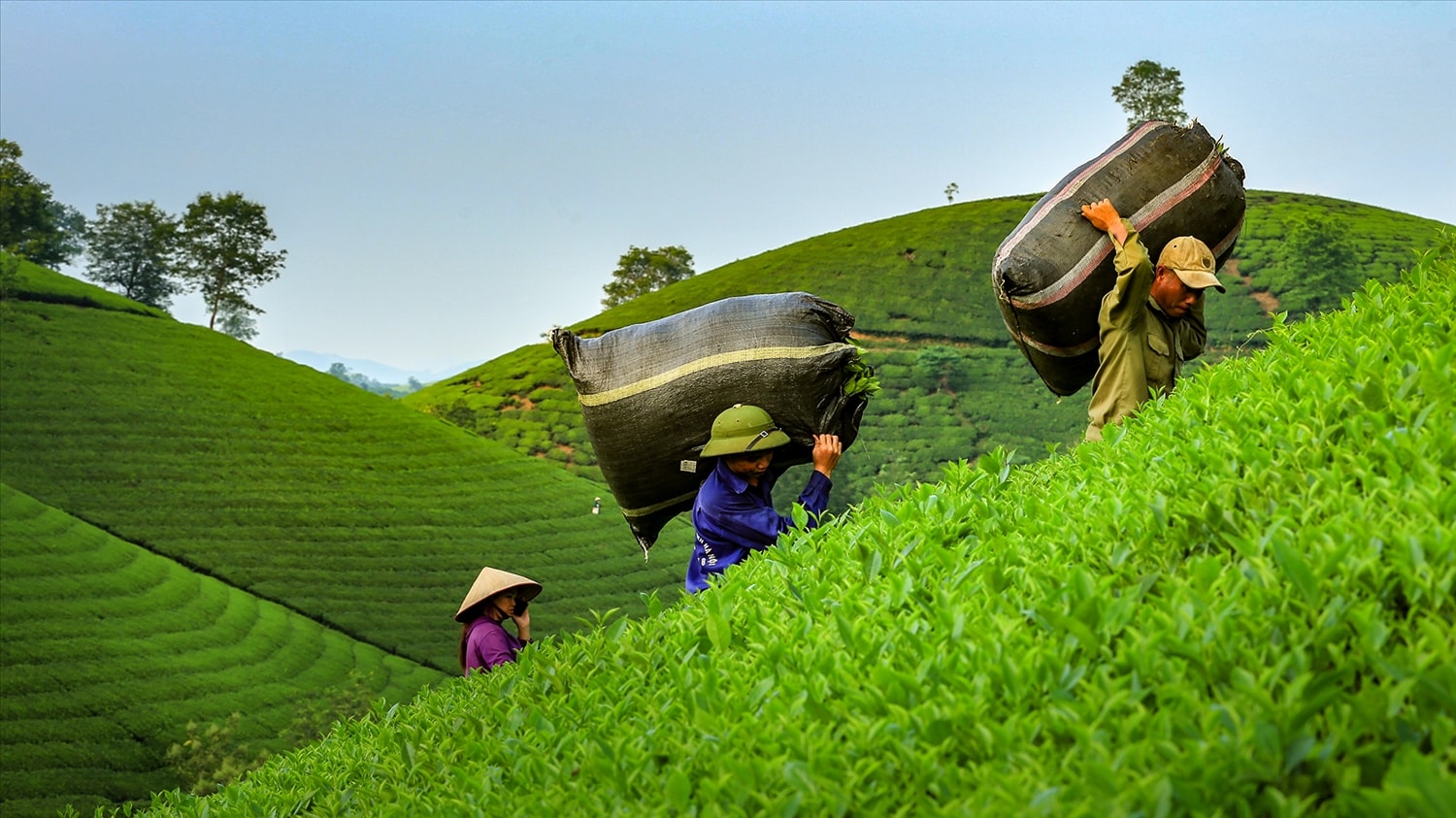 Nông dân bội thu Nông dân bội thu
