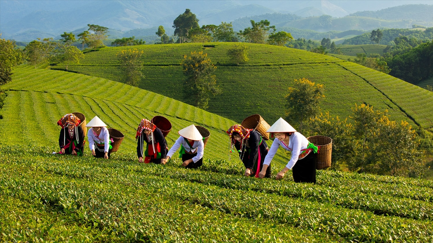 Du khách trải nghiệm hái chè ở Long Cốc Du khách trải nghiệm hái chè ở Long Cốc