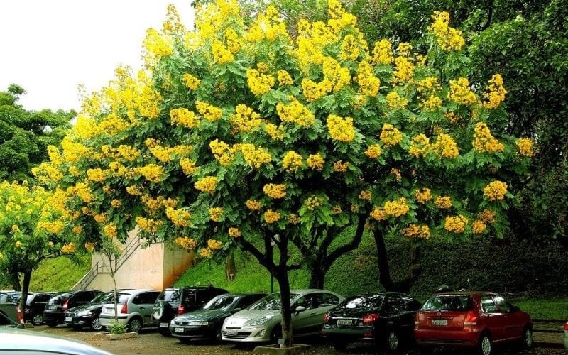 Cây giáng hương được rất nhiều người ưa chuộng nhờ vẻ đẹp độc đáo và giá trị về kinh tế cao. Cây giáng hương được rất nhiều người ưa chuộng nhờ vẻ đẹp độc đáo và giá trị về kinh tế cao.