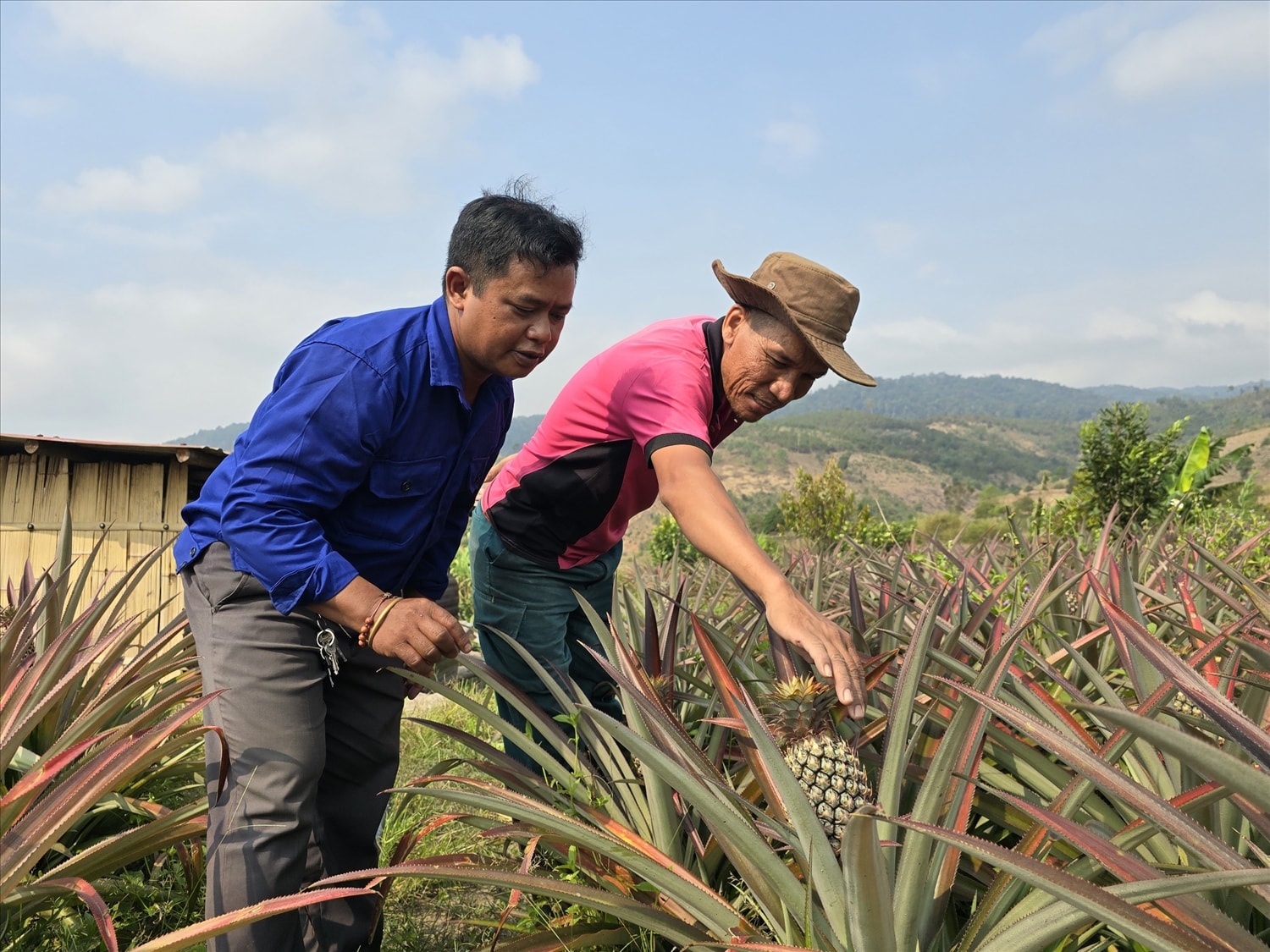 Mô hình liên kết trồng cây dứa đang mang lại nguồn thu nhập khá cho các hộ đồng bào DTTS thôn Đăk Rô Gia, xã Đăk Trăm, huyện Đăk Tô Mô hình liên kết trồng cây dứa đang mang lại nguồn thu nhập khá cho các hộ đồng bào DTTS thôn Đăk Rô Gia, xã Đăk Trăm, huyện Đăk Tô