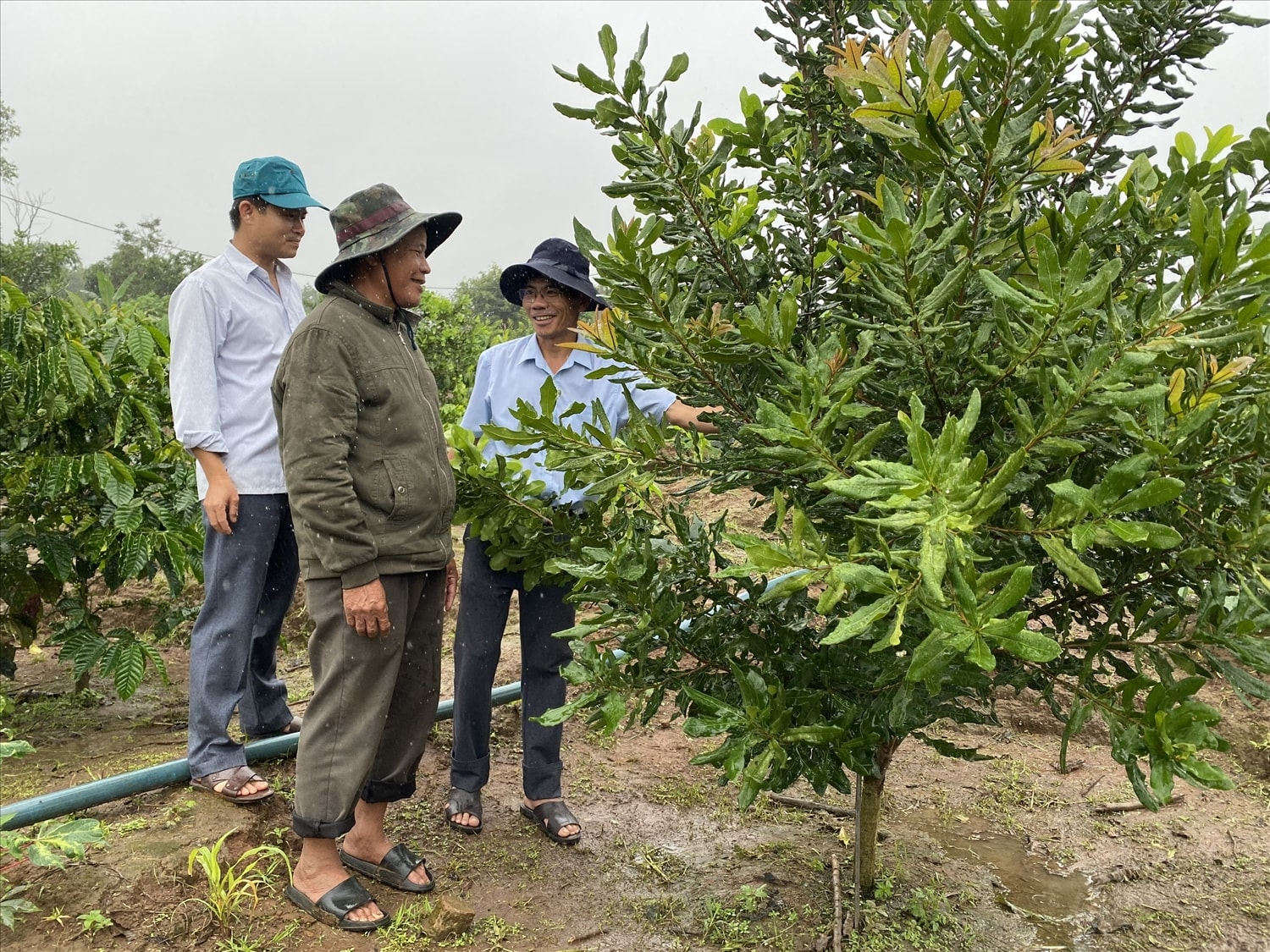 Nhờ chăm sóc đúng kỹ thuật, cây mắc ca của hộ ông A Veng, thôn Kon Đào, xã Kon Đào, huyện Đăk Tô đang phát triển tốt Nhờ chăm sóc đúng kỹ thuật, cây mắc ca của hộ ông A Veng, thôn Kon Đào, xã Kon Đào, huyện Đăk Tô đang phát triển tốt