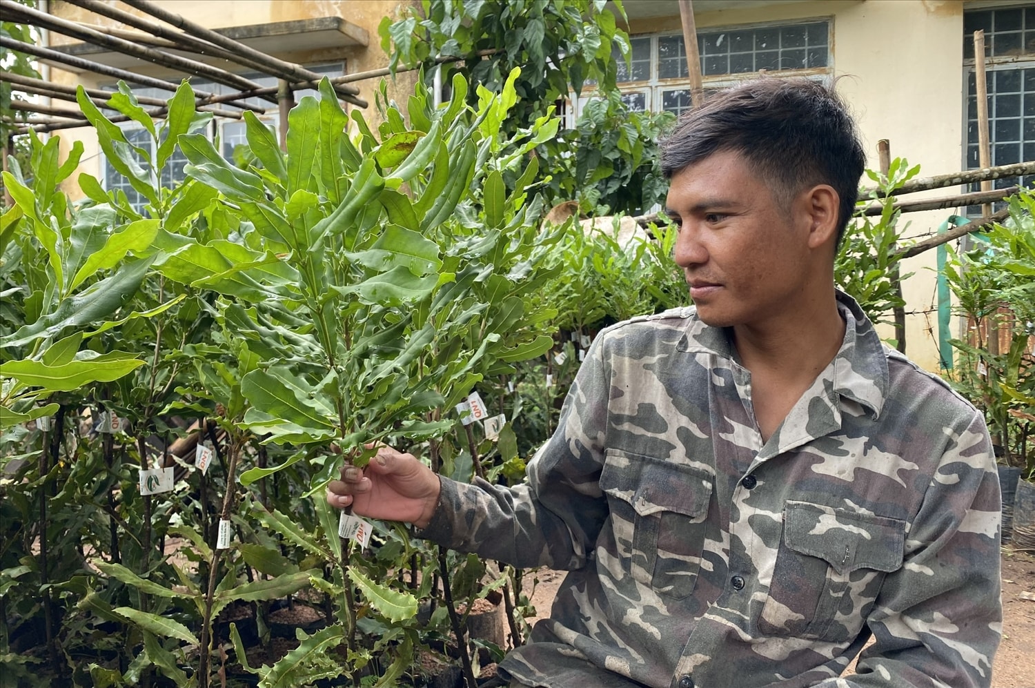 Anh A Kun đăng ký tham gia liên kết trồng hơn 400 cây mắc ca Anh A Kun đăng ký tham gia liên kết trồng hơn 400 cây mắc ca