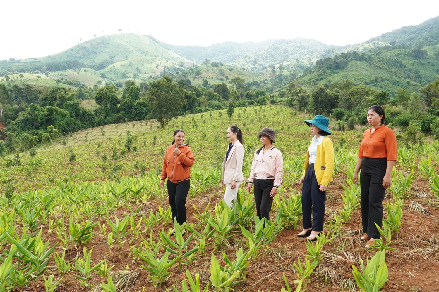Nhiều hộ đồng bào DTTS trên địa bàn huyện Đăk Tô đã mạnh dạn tham gia các mô hình liên kết sản xuất Nhiều hộ đồng bào DTTS trên địa bàn huyện Đăk Tô đã mạnh dạn tham gia các mô hình liên kết sản xuất
