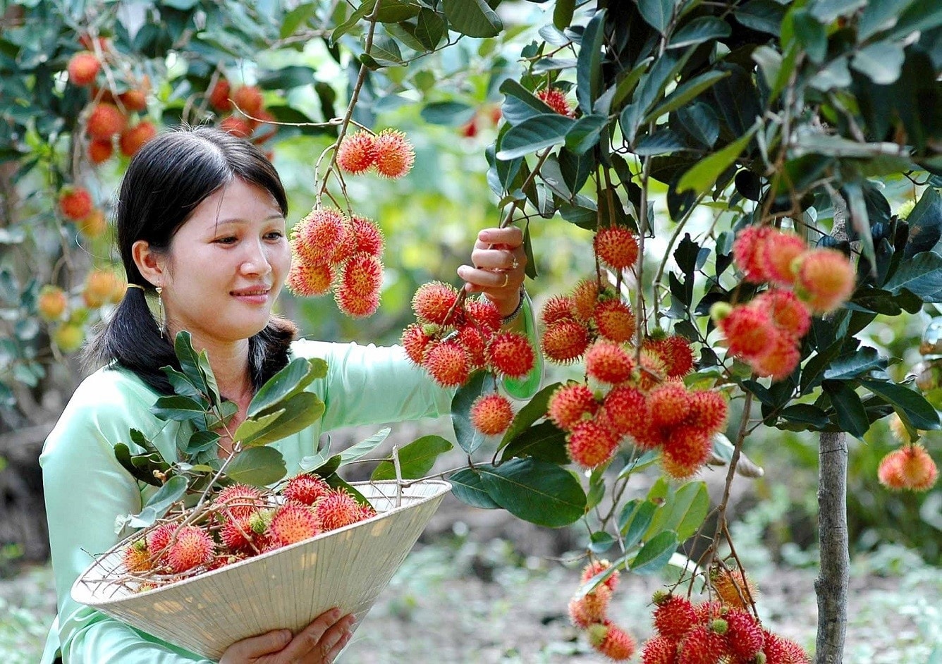 Trải nghiệm thú vị khi đến với Cù lao Thới Sơn, Cồn Lân Tiền Giang chính là tham quan vườn trái cây.