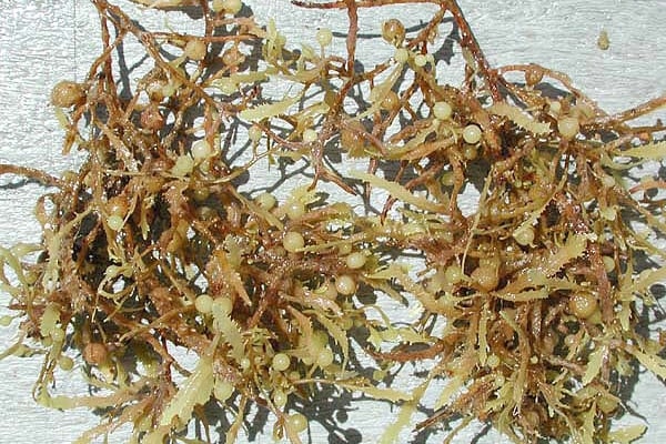 (Tổng hợp) Công dụng của rong mơ đối với sức khỏe con người 4