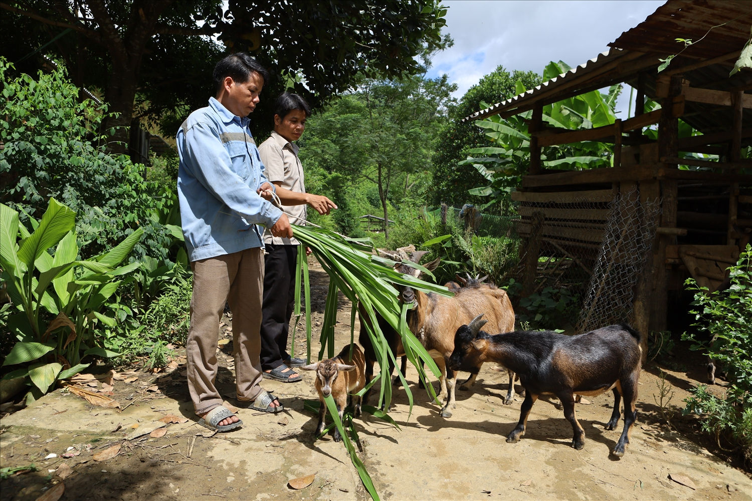 Chuyện nuôi dê ở Thượng Giáp 