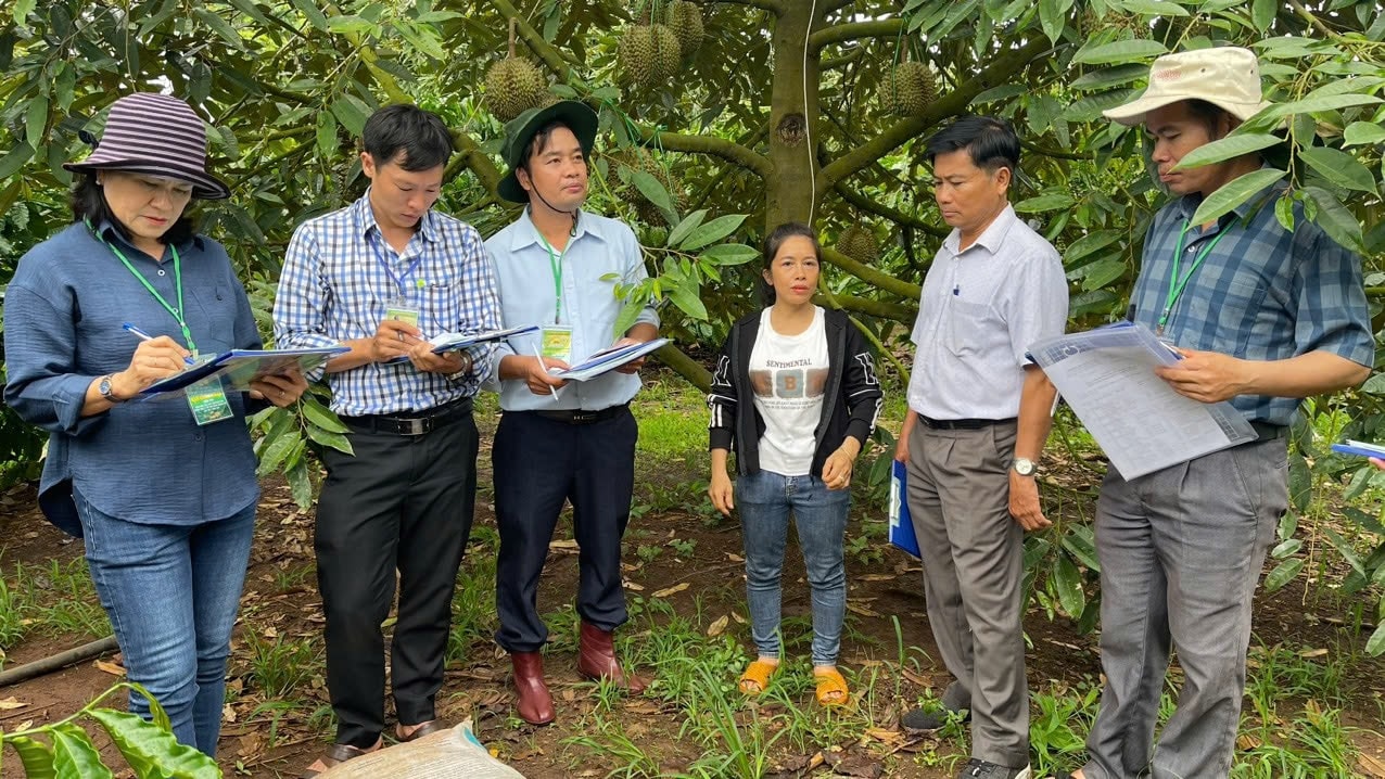 Ban Giám khảo chấm điểm tại các vườn sầu riêng Ban Giám khảo chấm điểm tại các vườn sầu riêng
