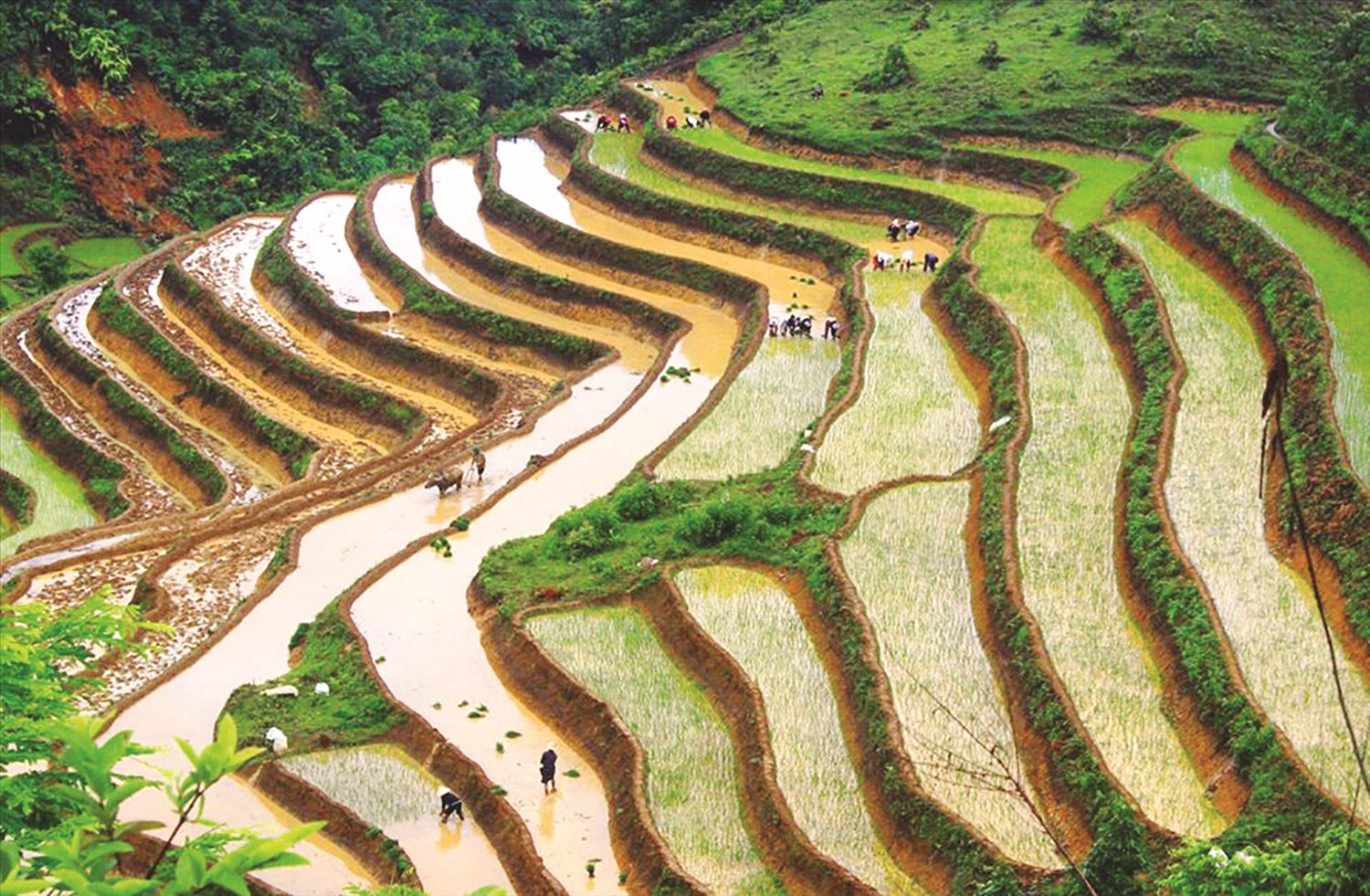 Ruộng bậc thang của đồng bào Thái Ruộng bậc thang của đồng bào Thái