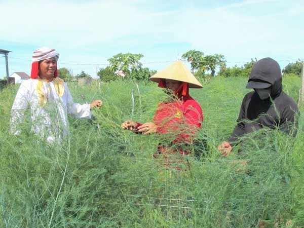 Đồng bào Chăm Hồi giáo Bàni thôn Tuấn Tú, xã An Hải, huyện Ninh Phước phát triển kinh tế từ mô hình trồng măng tây xanh.