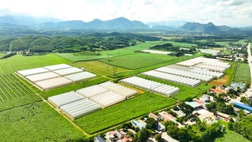 Khu nông nghiệp công nghệ cao Lam Sơn - Sao Vàng tại huyện Thọ Xuân Khu nông nghiệp công nghệ cao Lam Sơn - Sao Vàng tại huyện Thọ Xuân