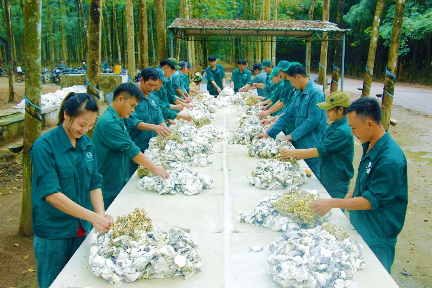 Thu hoạch mủ cao su tại Công ty cổ phần cao su Đồng Phú.