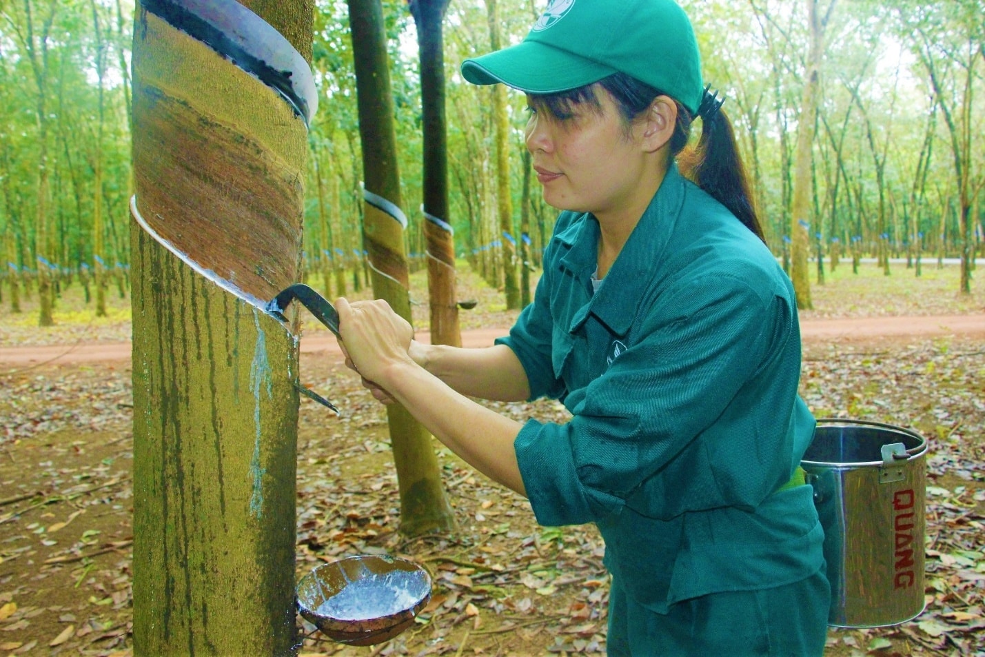 Công nhân khai thác mủ cao su thuộc Công ty cổ phần cao su Đồng Phú.