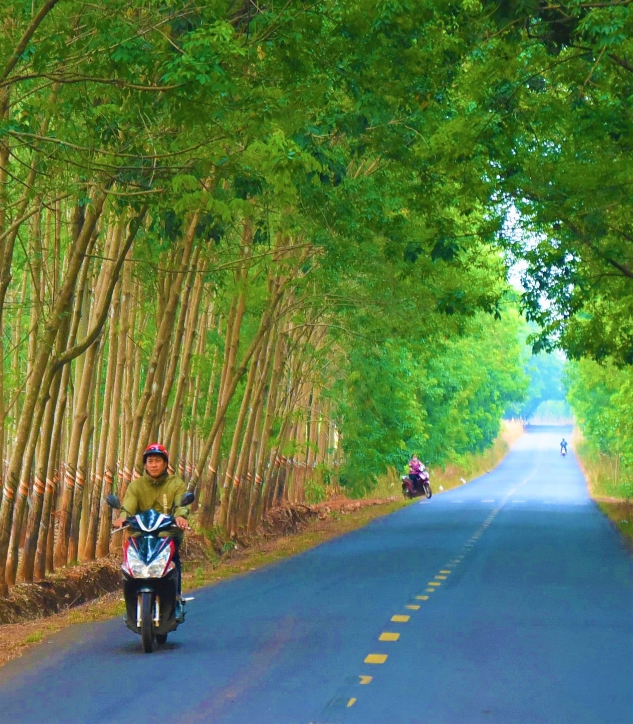 Không gian bình yên bên trong các nông trường cao su của Công ty cổ phần cao su Đồng Phú.