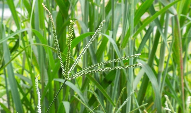 Cỏ mần trầu Cỏ mần trầu