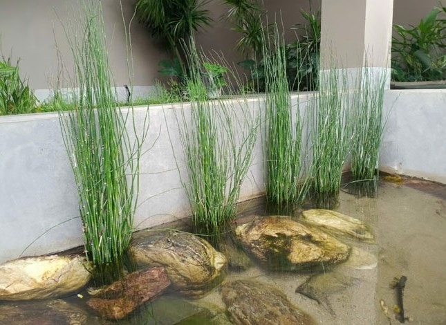 Cây thiền trúc được biết đến có xuất xứ từ các nước ôn đới, Bắc Âu và mới du nhập vào nước ta trong khoảng thời gian vài năm đổ lại đây. Cây thiền trúc được biết đến có xuất xứ từ các nước ôn đới, Bắc Âu và mới du nhập vào nước ta trong khoảng thời gian vài năm đổ lại đây.