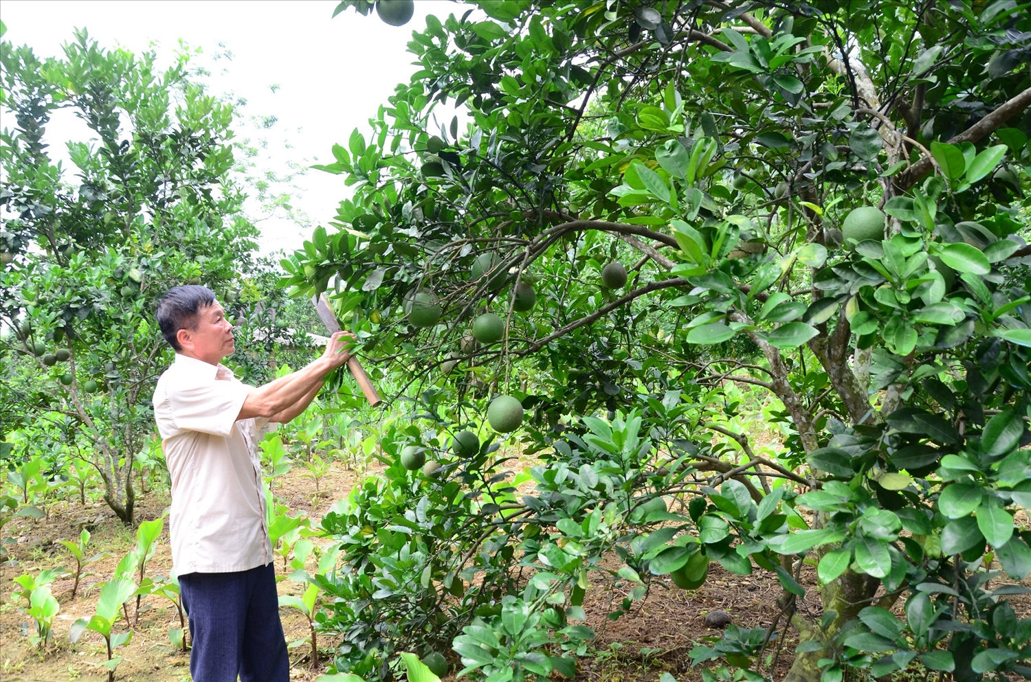 Ông Hoàng Văn Đa chăm sóc vườn bưởi của gia đình. Ông Hoàng Văn Đa chăm sóc vườn bưởi của gia đình.