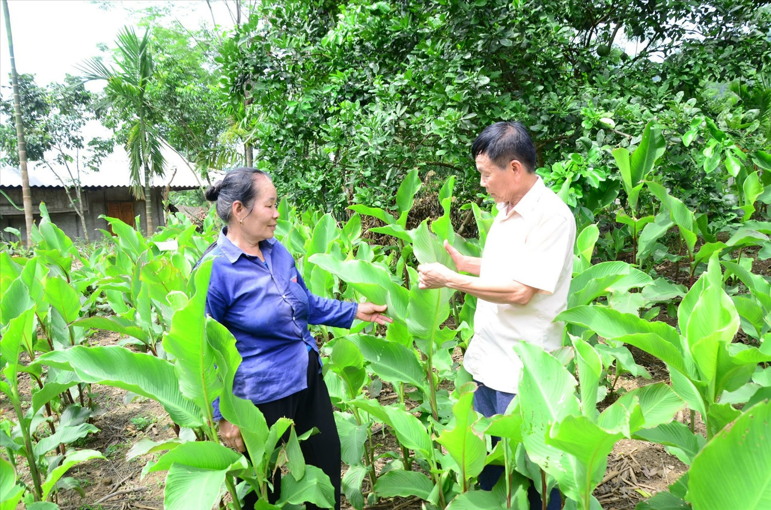 Ông Hoàng Văn Đa hướng dẫn người dân cách trồng, chăm sóc cây dong riềng. Ông Hoàng Văn Đa hướng dẫn người dân cách trồng, chăm sóc cây dong riềng.
