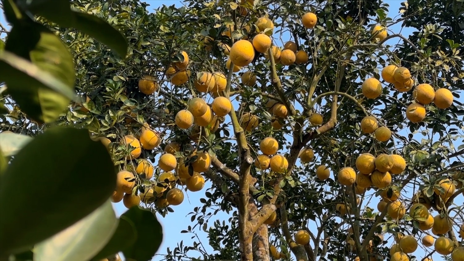 Nhờ xây dựng được sản phẩm OCOP bưởi Đại Minh, mà diện mạo xã Đại Minh huyện Yên Bình đã có sự thay đổi Nhờ xây dựng được sản phẩm OCOP bưởi Đại Minh, mà diện mạo xã Đại Minh huyện Yên Bình đã có sự thay đổi