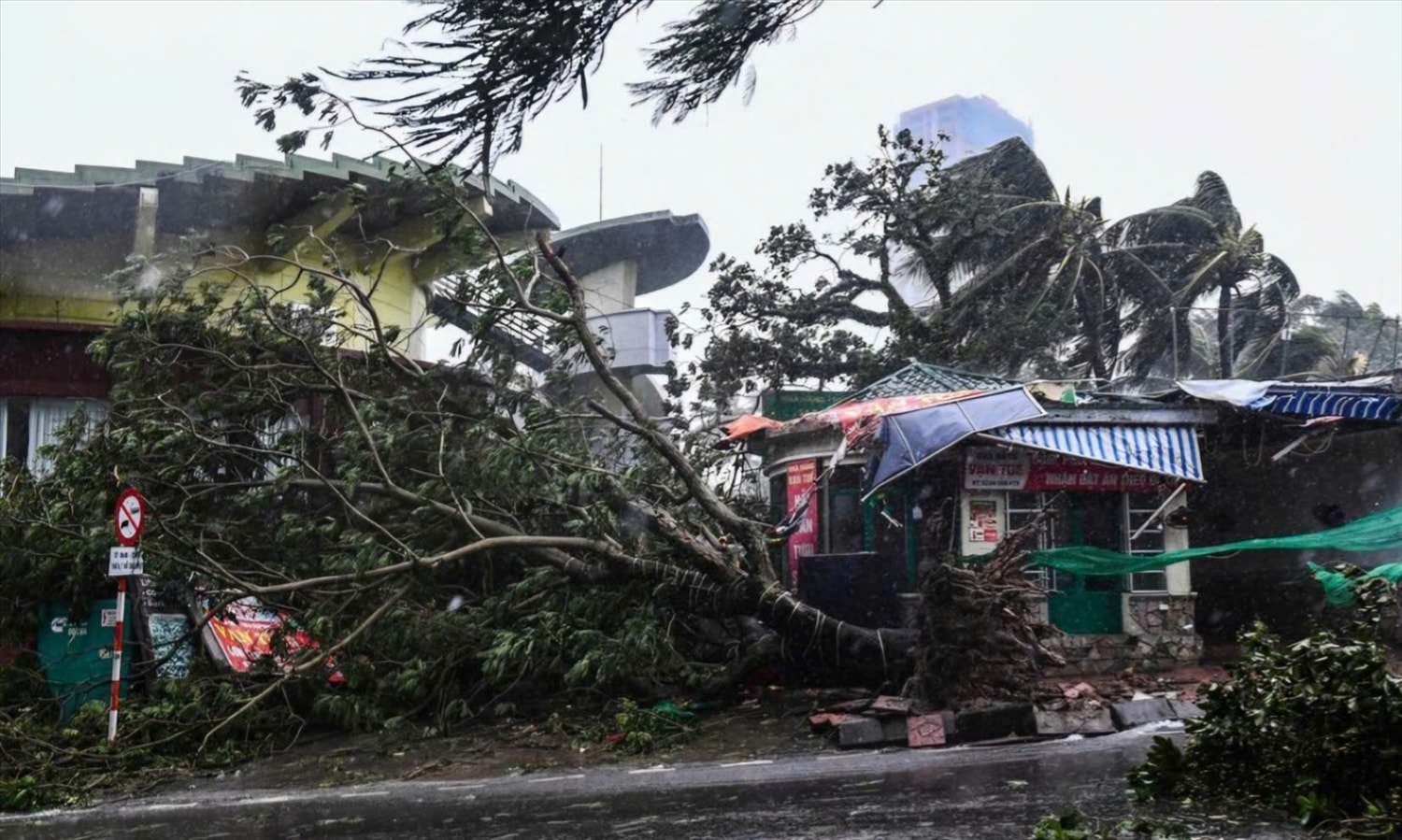Các cây lớn gãy đổ rất nhiều Các cây lớn gãy đổ rất nhiều