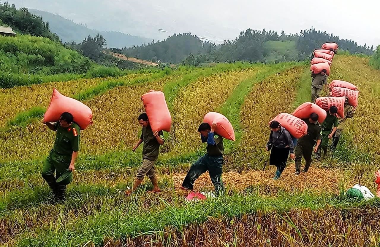 Giúp bà con thu hoạch lúa với phương châm Giúp bà con thu hoạch lúa với phương châm