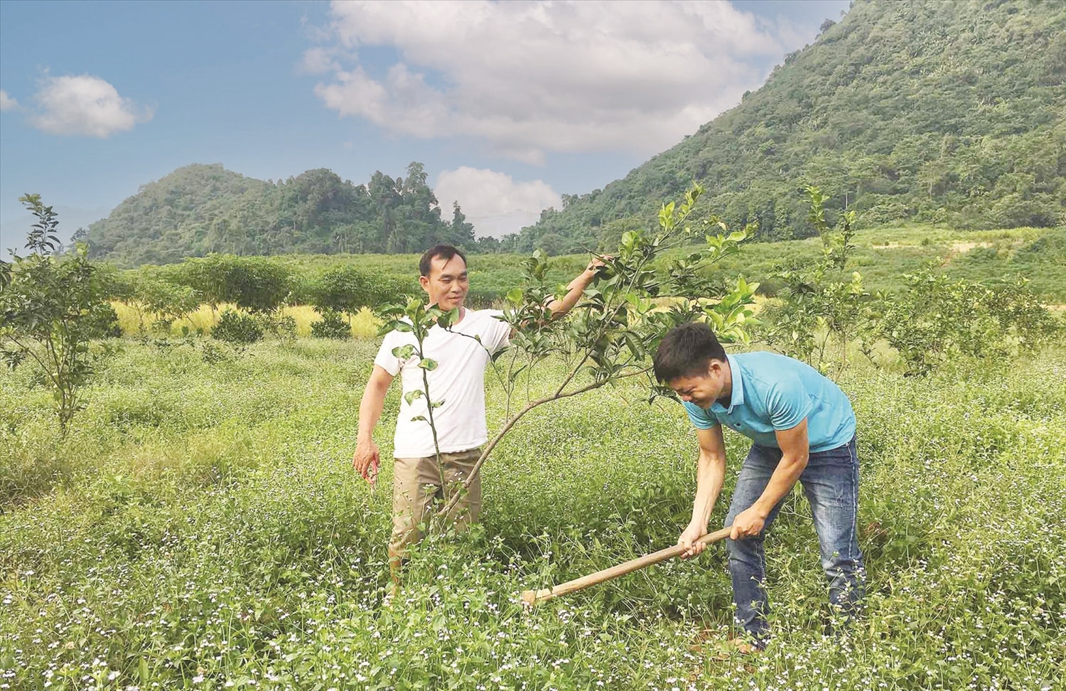 Cây ăn trái đang giúp bà con xã Nậm Tăm ăn nên làm ra Cây ăn trái đang giúp bà con xã Nậm Tăm ăn nên làm ra