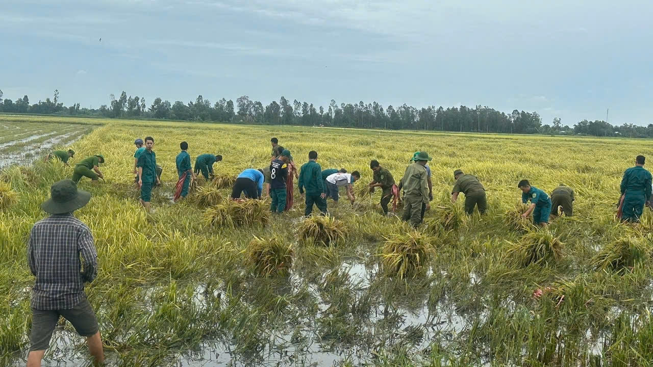 Cán bộ, chiến sĩ giúp Nhân dân thu hoạch lúa bị ngã