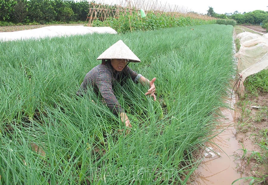 Diện tích hành lá của người dân thôn 2 - Hạ Vỹ, xã Nhân Chính (Lý Nhân) bị đổ đang được người dân dựng lại. Ảnh: Mạnh Hùng