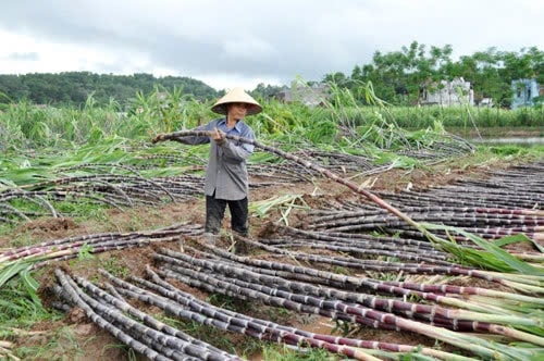 Bà Nguyễn Thị Hằng, thôn Ngăm Mạc, xã Lãng Ngâm khẩn trương thu hoạch mía đổ sau bão để bán non