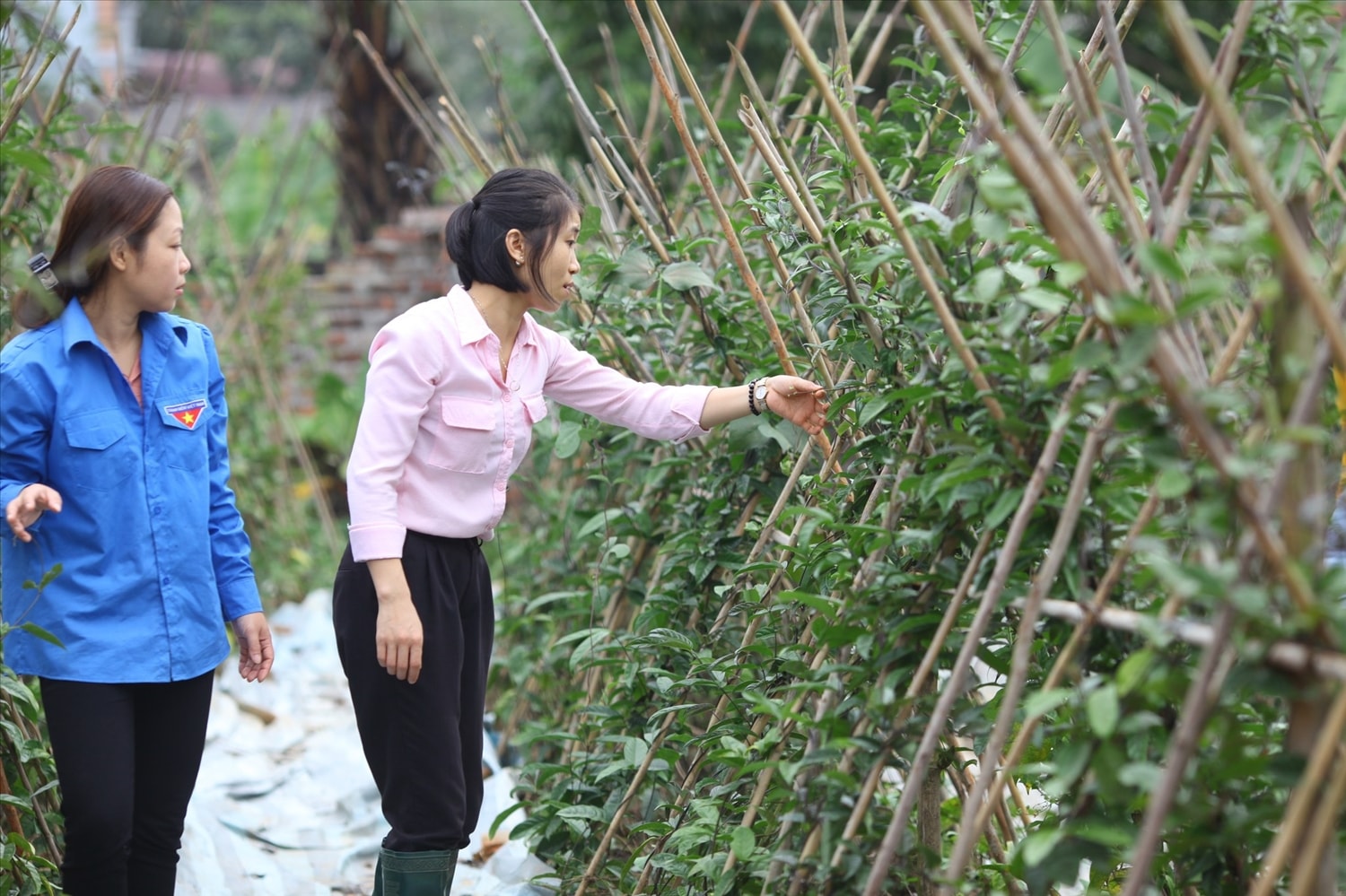 Người dân vùng đồng bào DTTS trên địa bàn huyện Tam Đảo, Vĩnh Phúc từng bước vươn lên thoát nghèo nhờ trồng cây dược liệu Người dân vùng đồng bào DTTS trên địa bàn huyện Tam Đảo, Vĩnh Phúc từng bước vươn lên thoát nghèo nhờ trồng cây dược liệu