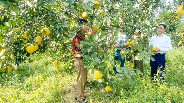 Các hộ sử dụng đồng vốn phát triển các loại cây cho giá trị kinh cao Các hộ sử dụng đồng vốn phát triển các loại cây cho giá trị kinh cao