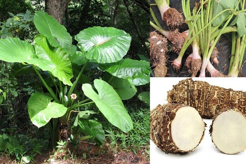 Trong dân gian, củ ráy thường được dùng làm thuốc chữa sưng bàn tay, bàn chân, mụn nhọt, ghẻ,.. Trong dân gian, củ ráy thường được dùng làm thuốc chữa sưng bàn tay, bàn chân, mụn nhọt, ghẻ,..