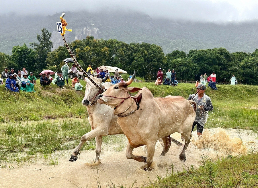 Hội đua bò truyền thống huyện Tri Tôn nhân dịp Lễ Sene Dolta của đồng bào Khmer 