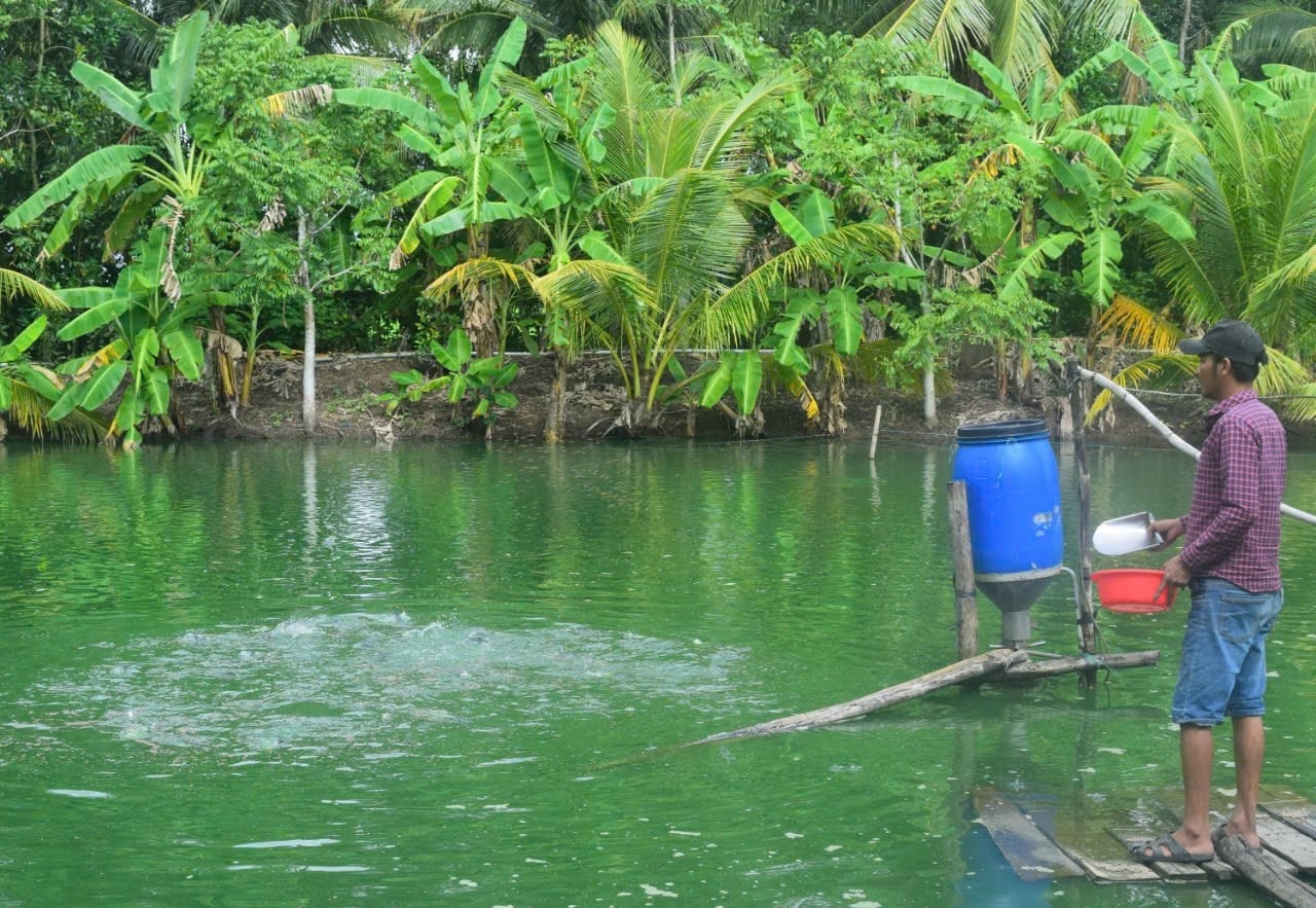 Mô hình nuôi cá thác lác của hộ Thạch Bal, dân tộc Khmer ở ấp Ko Kô, xã Tân Hưng,  huyện Long Phú
