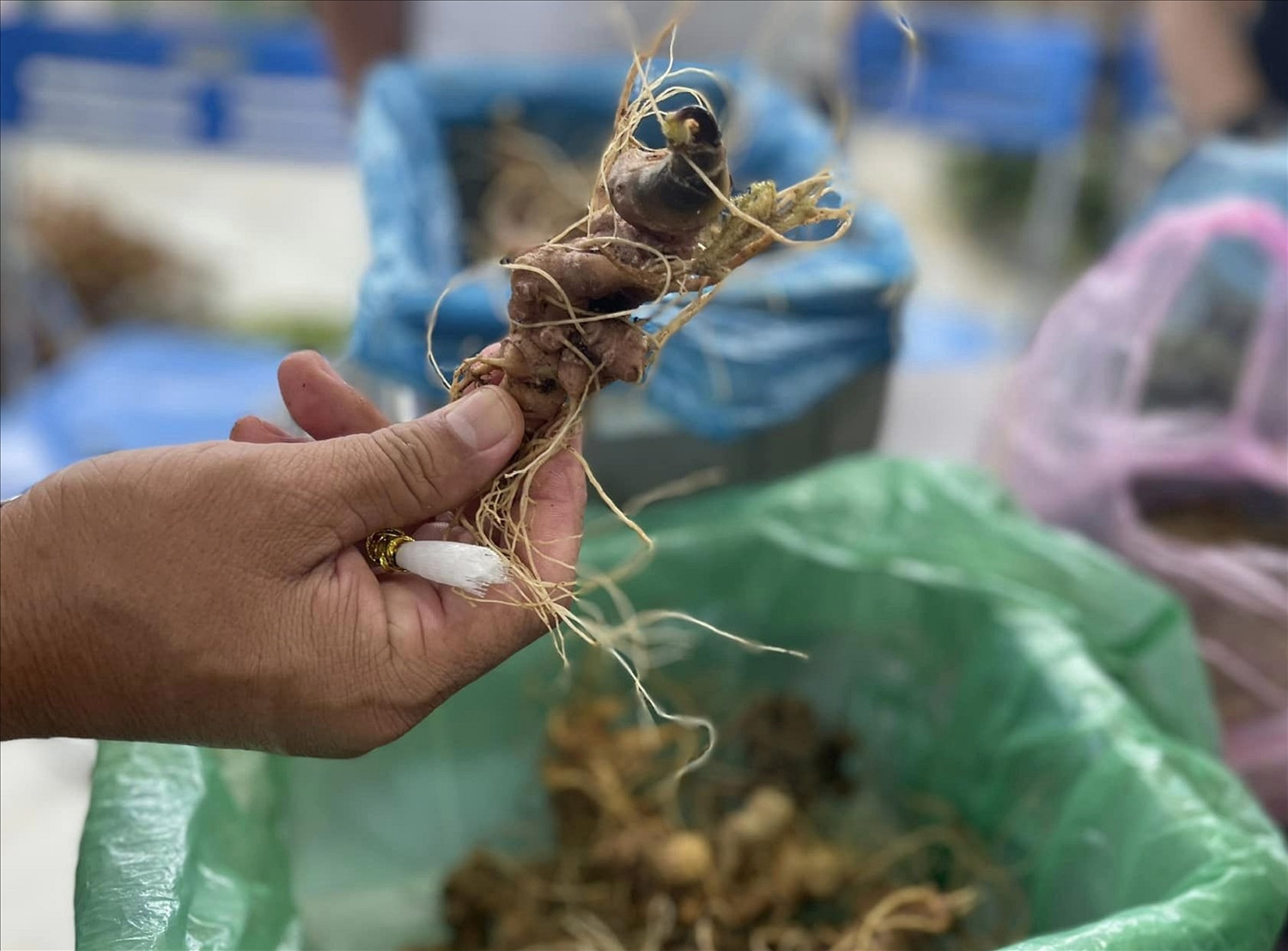 Củ sâm Ngọc Linh có giá trị cao về dược liệu và kinh tế Củ sâm Ngọc Linh có giá trị cao về dược liệu và kinh tế
