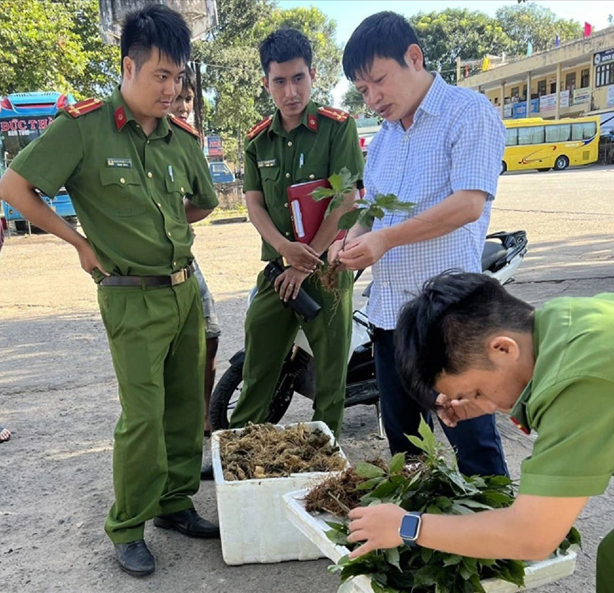 Công an Kon Tum phát hiện, tạm giữ lô hàng củ và lá giống với Sâm Ngọc Linh. (ảnh CA Kon Tum) Công an Kon Tum phát hiện, tạm giữ lô hàng củ và lá giống với Sâm Ngọc Linh. (ảnh CA Kon Tum)