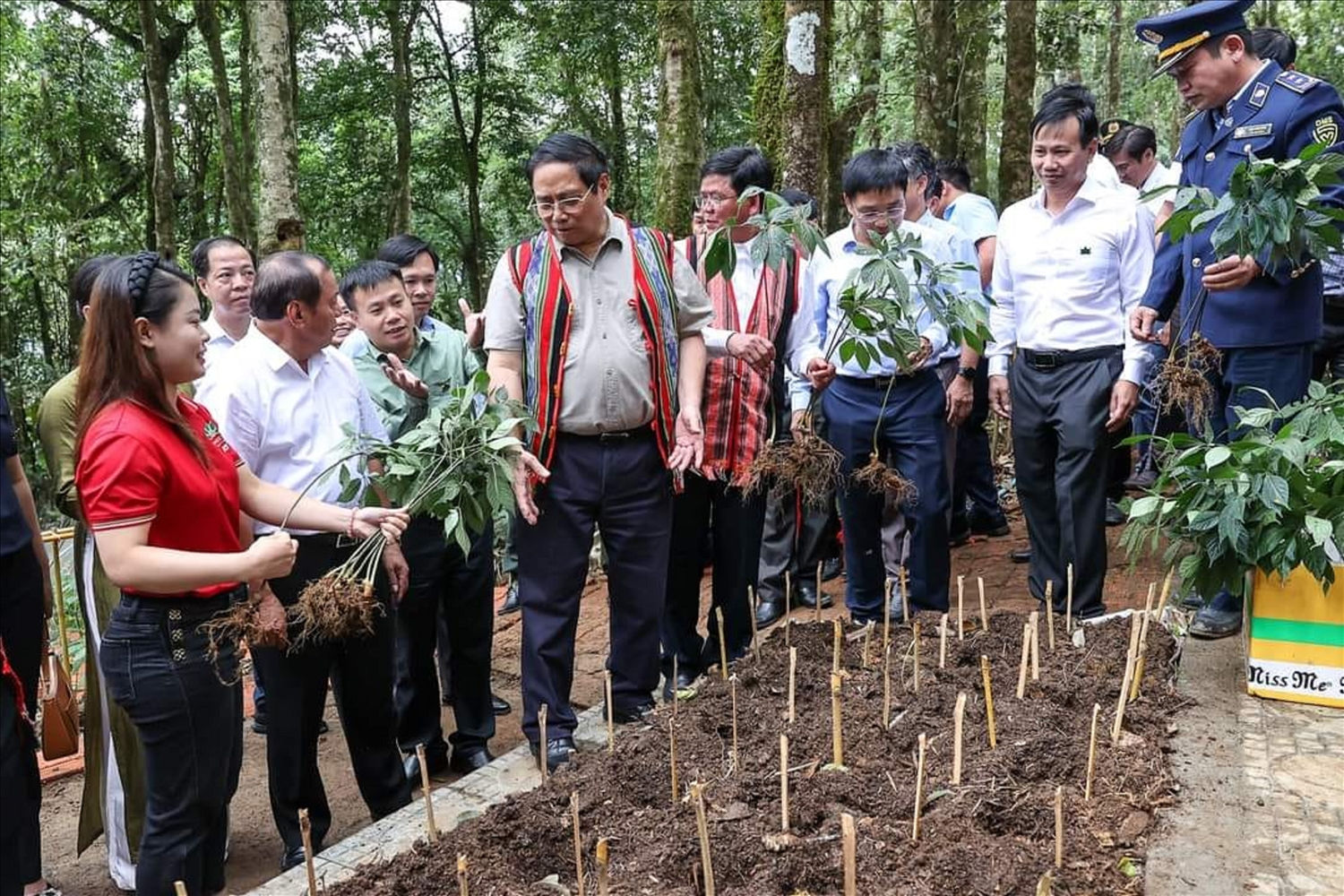 : Thủ tướng Phạm Minh Chính thăm vườn sâm Ngọc Linh dưới tán rừng tại huyện Tu Mơ Rông (Kon Tum) tháng 8/2023. : Thủ tướng Phạm Minh Chính thăm vườn sâm Ngọc Linh dưới tán rừng tại huyện Tu Mơ Rông (Kon Tum) tháng 8/2023.