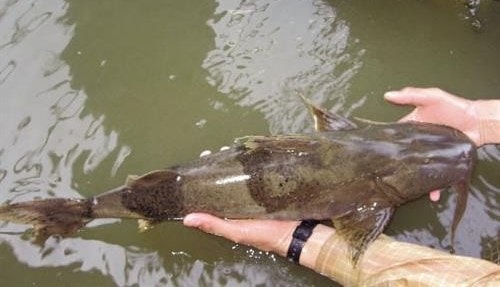 Nuôi cá chiên không những mang lại thu nhập cao cho người dân mà còn góp phần bảo vệ một loài cá quý hiếm có nguy cơ tuyệt chủng.