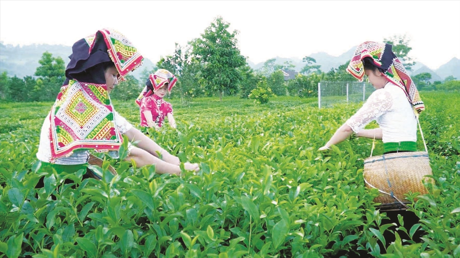 Nguồn vốn Dự án 3 thuộc Chương trình MTQG 1719 đang trợ lực kịp thời để Sơn La tạo đột phá phát triển sản xuất theo chuỗi giá trị trong lĩnh vực nông, lâm nghiệp. (Trong ảnh: Xã viên Hợp tác xã sản xuất, kinh doanh chè Tân Lập - Mộc Châu thu hái chè) Nguồn vốn Dự án 3 thuộc Chương trình MTQG 1719 đang trợ lực kịp thời để Sơn La tạo đột phá phát triển sản xuất theo chuỗi giá trị trong lĩnh vực nông, lâm nghiệp. (Trong ảnh: Xã viên Hợp tác xã sản xuất, kinh doanh chè Tân Lập - Mộc Châu thu hái chè)